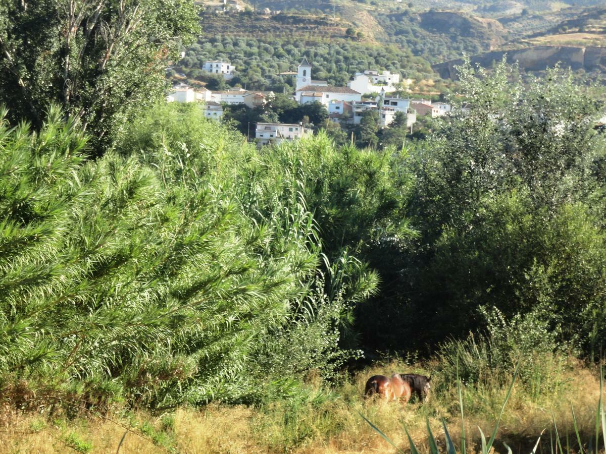 Hostal Y Apartamento Rural Los Naranjos Melegis Rom bilde